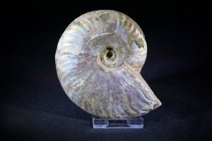 Cleoniceras Ammonite from Madagascar (No.636)