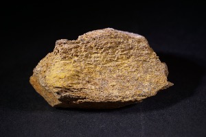 Tyrannosaurs Rex Bone Fragment, from Hell Creek Formation, Eastern Montana, USA (No.92)
