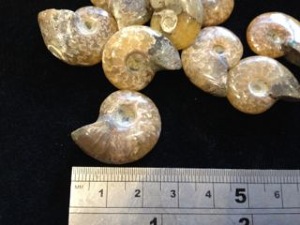 Desmoceras Ammonite (Selected)