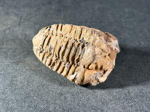 Flexicalymene Trilobite, from Morocco (FLEXI12)