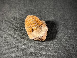 Flexicalymene Trilobite, from Morocco (FLEXI5)