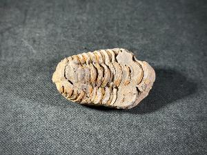 Flexicalymene Trilobite, from Morocco (FLEXI6)