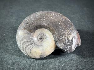 Goniatite, from Morocco (REF:GON3)