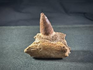 Mosasaur Tooth & Partial Jaw, from Morocco (REF:MOSPJ4)