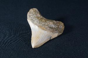 Megalodon Shark Tooth, from Baduang Formation, Surade Bandung, West Java, Indonesia (REF:MT1)