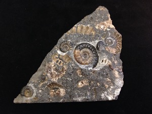 Promicroceras planicosta Ammonites - Dorset Jurassic Coast (No.18)