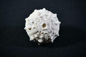 Goniopygus menardi Sea Urchin, from Talsint, Turoniense Formation, Morocco (REF:GSU1)