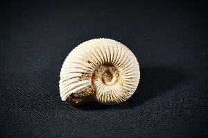 Perisphinctes Ammonite, from Madagascar (REF:PAM8)