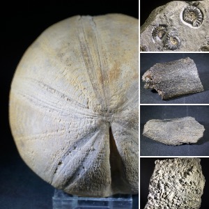Fossils from England, Scotland and Wales..