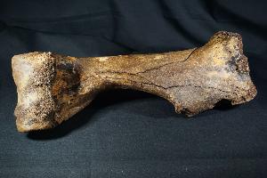 Woolly Rhino Bone, from North Sea Area, Ice Age (REF:WRB3)