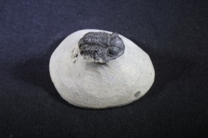 Proteus Trilobite, from the Atlas Mountains, from Morocco (No.133)