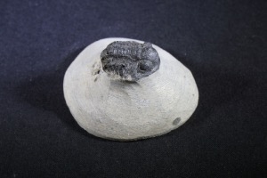 Gerastos Trilobite, from the Atlas Mountains, from Morocco (No.133)