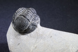 Gerastos S.P. Trilobite, from the Atlas Mountains, Morocco (No.134)