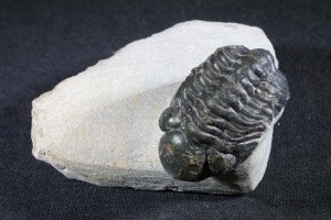 Reedops maurulas Trilobite, from Mount Atchana, Morocco (No.139)