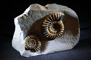 Arnioceras semicostatum Ammonite, from Dorset, Jurassic Coast, Monmouth Beach, Lyme Regis, UK (No.158)