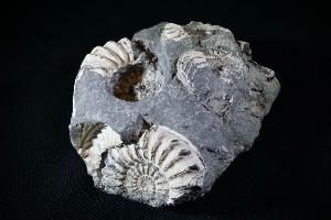 Pleuroceras spinatum Ammonite Cluster, from Unterstürmig, Germany (REF:159)