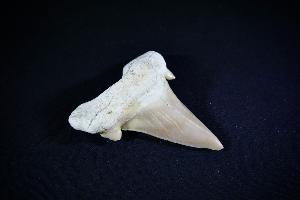 Otodus obliques Lamna Shark Tooth, from Khouibga, Nr Oued Zem, Morocco (No.25)