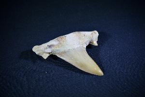 Otodus obliques Lamna Shark Tooth, from Khouibga, Nr Oued Zem, Morocco (No.26)