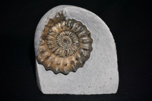 Oistoceras (Also Know As Androgynoceras) Ammonite, from Stonebarrow, Dorset, England (No.27)