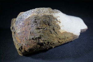 Hadrosaur Bone, from Lance Creek Formation, Weston Co. Wyoming, USA (No.5)