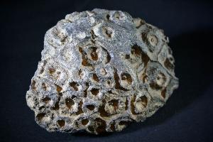 Fossil Coral Hexagonia, Western Sahara, Morocco (No.69)