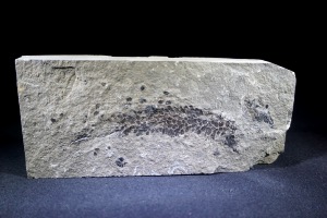 Osteolepis macrolepidotus Fossil Fish, from Orkney, Scotland (No.774)