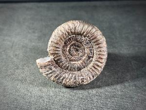 Dactylioceras Ammonite, from Whitby, Yorkshire, UK (REF:DACT4)
