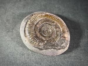 Dactylioceras Ammonite, from Whitby, Yorkshire, UK (REF:DACT6)