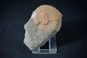 Asaphellus S.P. Trilobite, from Ouled Slimane, Zagora area, Morocco (REF:ATM1)