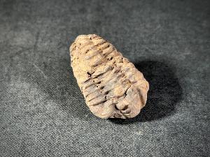 Flexicalymene Trilobite, from Morocco (FLEXI2)