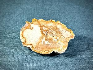 Araucaria arucana (Monkey Puzzle Tree) Fossil Wood, from Madagascar (REF:FWN6)