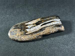 Mammoth Tusk Fragment, from the North Sea Area (MTUSK3)