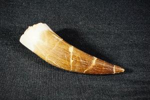 Plesiosaur Tooth, from Morocco (REF:PT1)