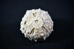 Goniopygus menardi Sea Urchin, from Talsint, Turoniense Formation, Morocco (REF:GSU8)