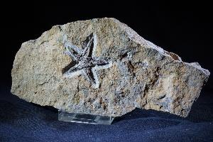 Fossil Starfish, from Morocco (REF:STAR1)