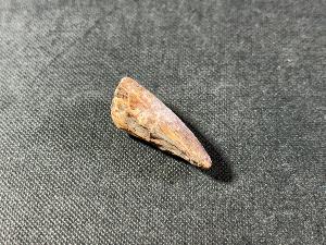Suchomimus Dinosaur Tooth, from Niger, Africa (REF:SUCDT2)