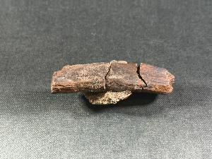 Tyrannosaurus Rex (T.Rex) Bone Fragment, from Hell Creek Formation, Eastern Montana, USA (REF:TREX52)