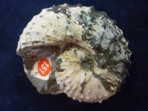 Scaphlites Nodosus Ammonite (151)