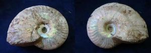 Cleoniceras Ammonite, Pearlised (43)