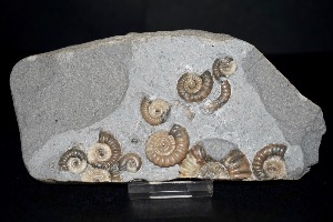 Promicroceras Planicosta Ammonite Group, from Black Ven, Lyme Regis, England (No.121)