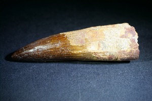 Spinosaurs Tooth, from Kem Kem, Morocco (No.121)