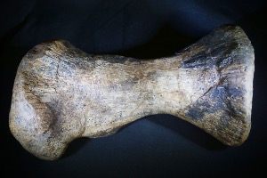 Hadrosaur Metatarsal Bone, from Montana, USA (No.125)