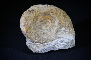 Hildoceras Ammonite, from Ilminster, Somerset, England (No.33)