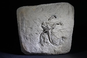 Palaeocoma egertoni Brittlestar, from Eype, Dorset, England (No.34)