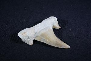 Otodus obliques Lamna Shark Tooth, from Khouibga, Nr Oued Zem, Morocco (No.41)