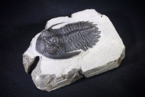 Metacanthina Trilobite from Morocco (No.426)