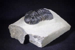 Phacops S.P Trilobite, from Morocco (No.472)