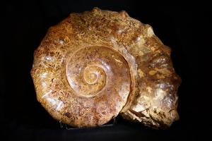 Euaspidoceras Ammonite, from Madagascar (No.5)