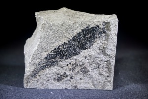 Osteolepis macrolepidotus Fossil Fish, from Orkney, Scotland (No.777)
