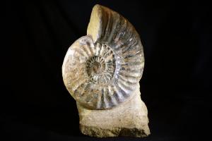 Aegasteroceras saggitarium Ammonite, from Scunthorpe, UK (No.911)
